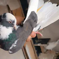 کبوتر ابلق تیکه پاره ماده