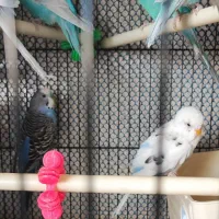 یک جفت مرغ عشق مولد ۱ ساله خونگی