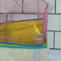 انواع قناری