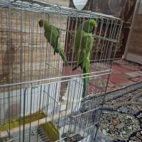 طوطی ملنگو|پرنده|چابهار, |دیوار