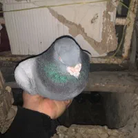 پلاکی|پرنده|دهدشت, |دیوار