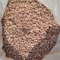 لوبیا چیتی مرگور|خوردنی و آشامیدنی|سیلوانه, |دیوار