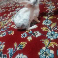 خرگوش|موش و خرگوش|برازجان, |دیوار