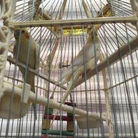 فروش پرنده|پرنده|شهرکرد, |دیوار