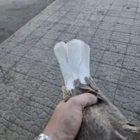 کبوتر دم سفید