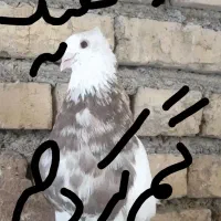 کبوتر نر سفیدگم کردم محدوده دیالمه
