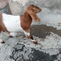 بزغاله ماده