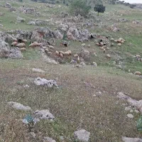 نیازمند چوپان