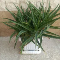 گل طبیعی|گل و گیاه طبیعی|سمنان, |دیوار