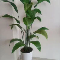 گل پرنده بهشتی