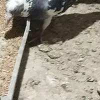 کبوتر