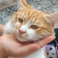 واگذاری گربه