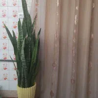 گل سانسوریا بلند زیبا|گل و گیاه طبیعی|آباده, |دیوار