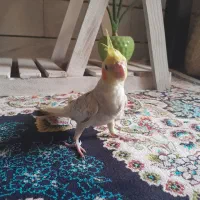 عروس هلندی