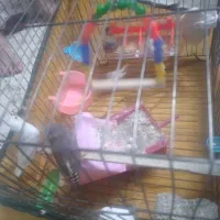 فنچ با جوجه با تخم مرغ عشق پروانه ای جون درشت