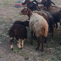 میش بره دار