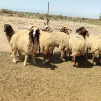گوسفند