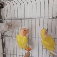 برزیلی طوطک|پرنده|مرند, |دیوار