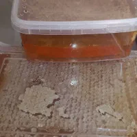 پخش عسل طبیعی شهرستانها و... داخل سرسبز ۸|خوردنی و آشامیدنی|قرچک, میرزائی شمالی|دیوار