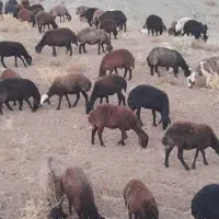 ۵۰ راس بره ماده دو رگ از قوچ های افشاری هترو