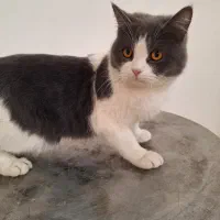 گربه|گربه|زنجان, |دیوار