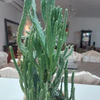 گل و گیاه طبیعی|گل و گیاه طبیعی|جم, |دیوار