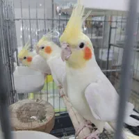 فروشگاه پرندگان زینتی(مردانی)