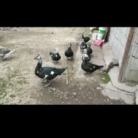 اردک اسراییلی نر