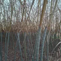 عرضه انواع نهال بید پیوندی درشت