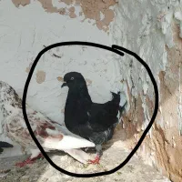 کفتر باخت دادم