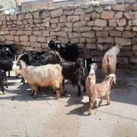 بز زاییده|حیوانات مزرعه|بهبهان, |دیوار