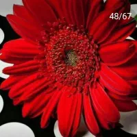 پرستار شبانه روزی برای مادرم