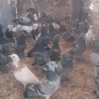 کفترسبزپولکی پلاکی