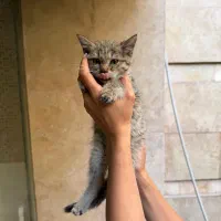 واگذاری رایگان گربه دو ماهه ناناز