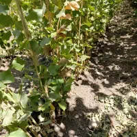 نهال های نیگرای ترکیه نهالی پرسود صنوبر ترکیه اصل|خدمات باغبانی و درختکاری|قزوین, |دیوار