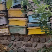 قوتی زنورعسل