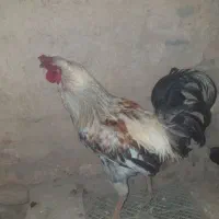 تخم مرغ دورگ لاری