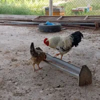 خروس|حیوانات مزرعه|شوش, |دیوار