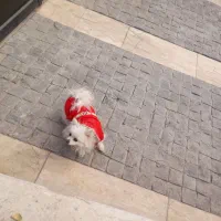 پامرین عروسکی ناز