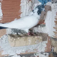 پول لازم|پرنده|دلند, |دیوار