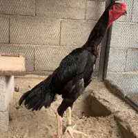 جوجه خروس و مرغ|حیوانات مزرعه|تبریز, |دیوار