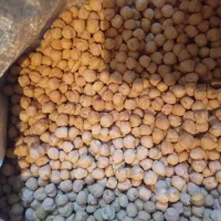 نخود پاییزه