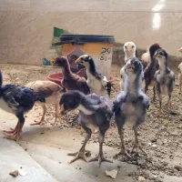 جوجه‌ لاری