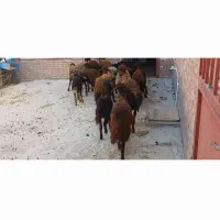 ۱۰راس گوسفند بره دار