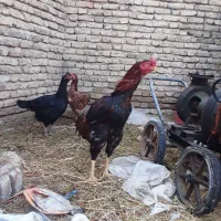 خروس لاری نژاد چرخ خیاطی