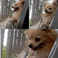 سگ پامر اشپیز اصیل|سگ|مرودشت, بیست متری بیمارستان|دیوار