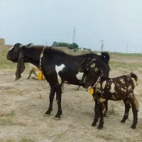 نر بز پاکستانی تکه گوش بلند اصیل|حیوانات مزرعه|گنبد کاووس, |دیوار