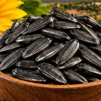 تخمه مشکی تازه