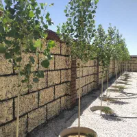 نمای سیمانی رومی شسته طرح چوب وسنگ آلاچیق آبنما نر