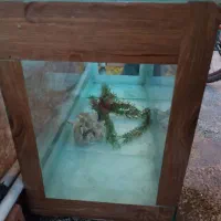 آکواریم کوچک خانگی